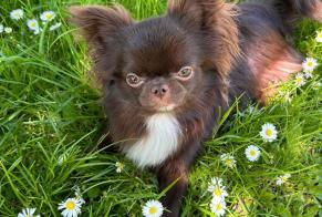 Vermisstmeldung Hund rassenmischung Männliche , 1 jahre Villiers-sur-Marne Frankreich