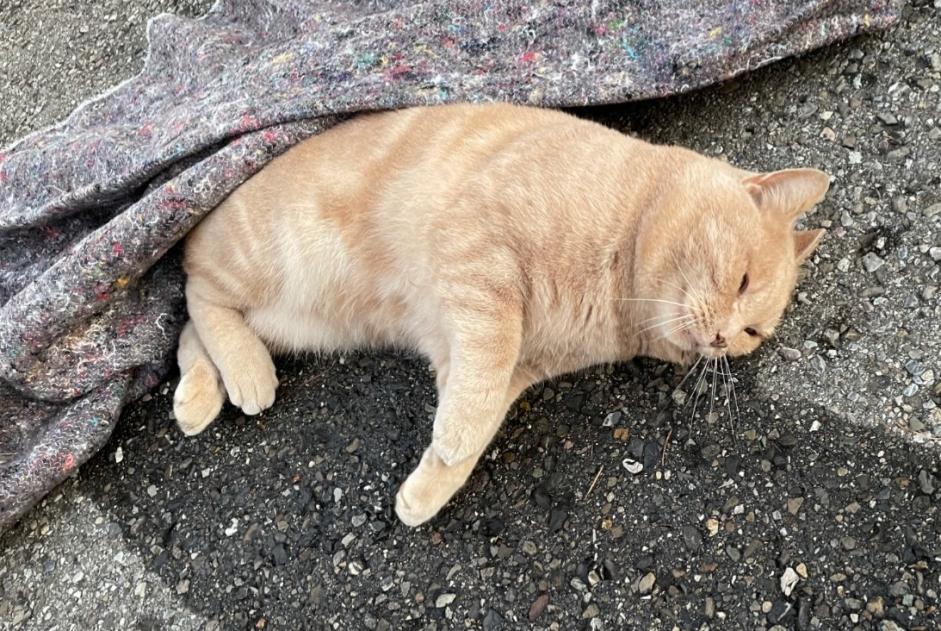 Fundmeldung Katze Männliche Châtel-Saint-Denis Schweiz