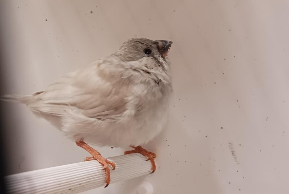 Fundmeldung Vogel Unbekannt Yverdon-les-Bains Schweiz