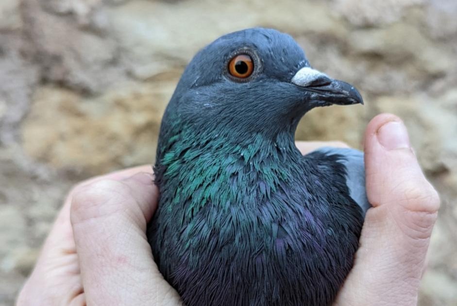 Vermisstmeldung Vogel Männliche , 2024 jahre Nyon Schweiz