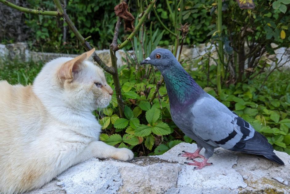 Vermisstmeldung Vogel Männliche , 2024 jahre Nyon Schweiz