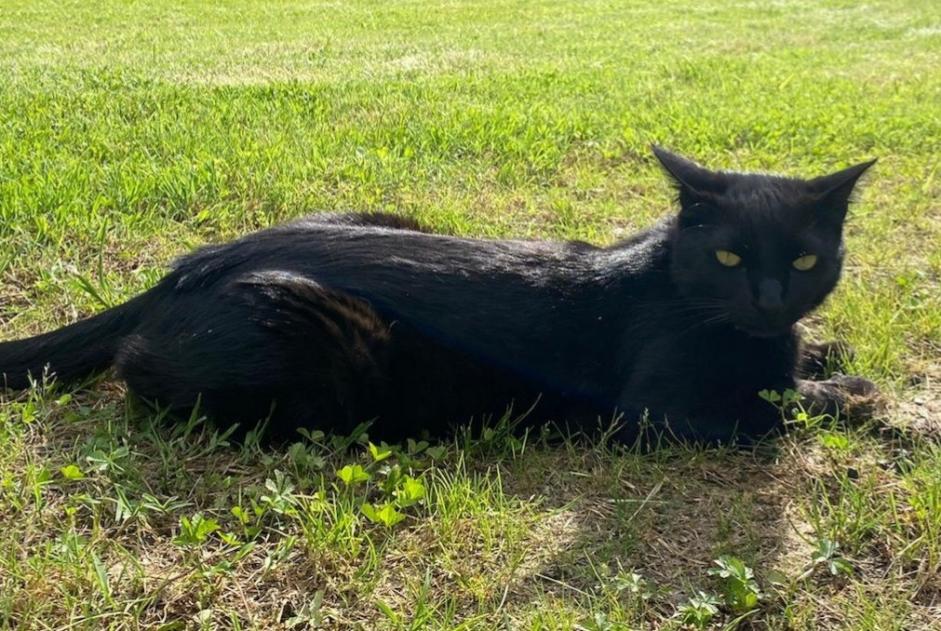 Vermisstmeldung Katze  Männliche , 3 jahre Montesquiou Frankreich