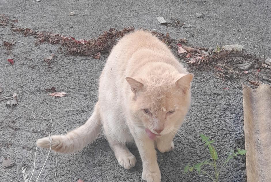 Fundmeldung Katze Männliche Bayonne Frankreich