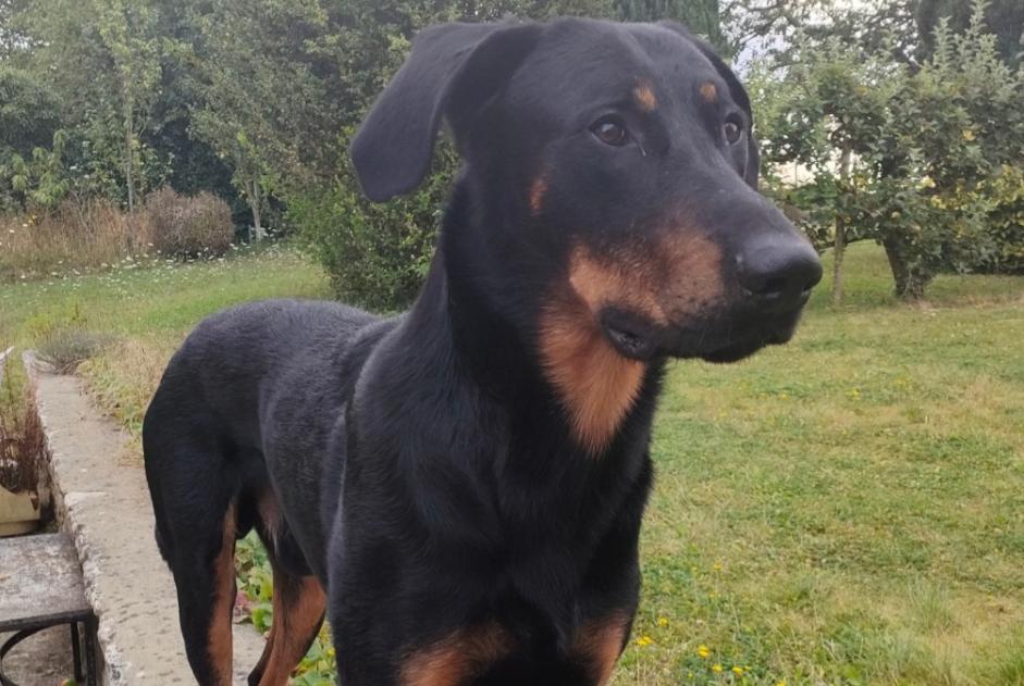 Vermisstmeldung Hund  Männliche , 3 jahre Melun Frankreich