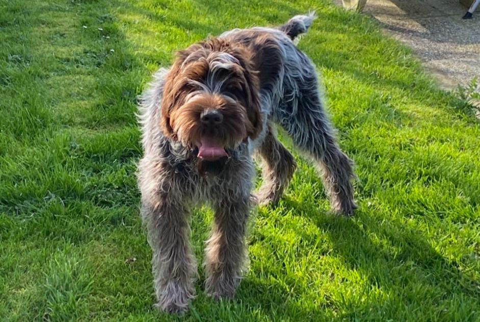 Vermisstmeldung Hund  Männliche , 2 jahre Saint-Paul-du-Vernay Frankreich