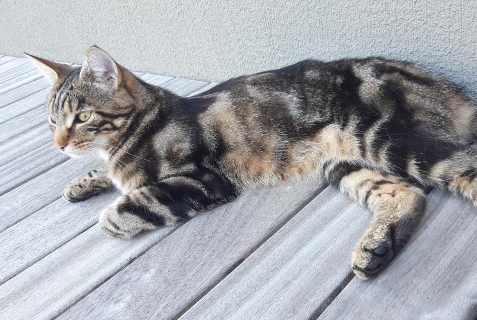 Vermisstmeldung Katze Männliche , 2 jahre Estavayer Schweiz