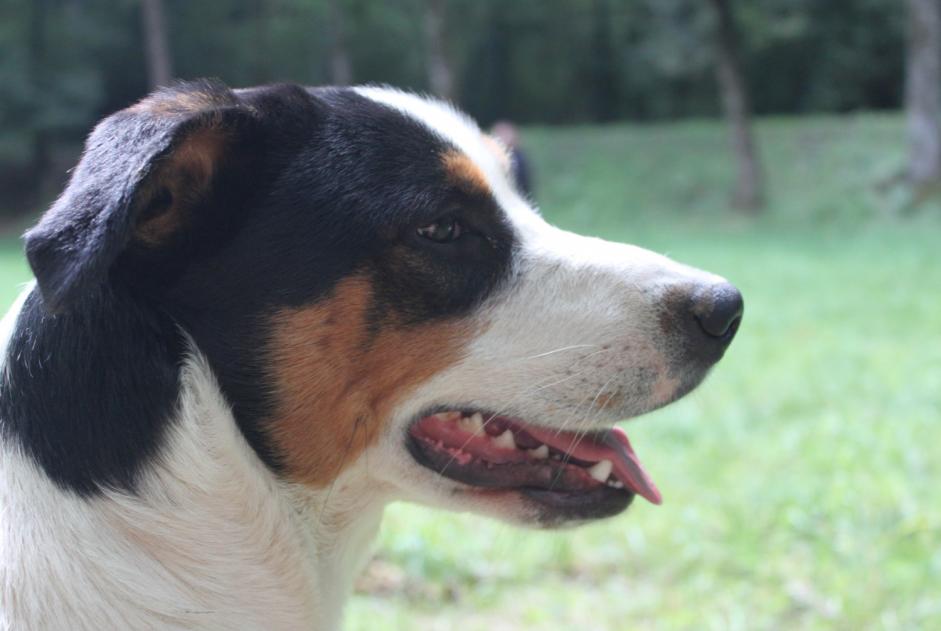 Vermisstmeldung Hund rassenmischung Männliche , 8 jahre Pampelonne Frankreich