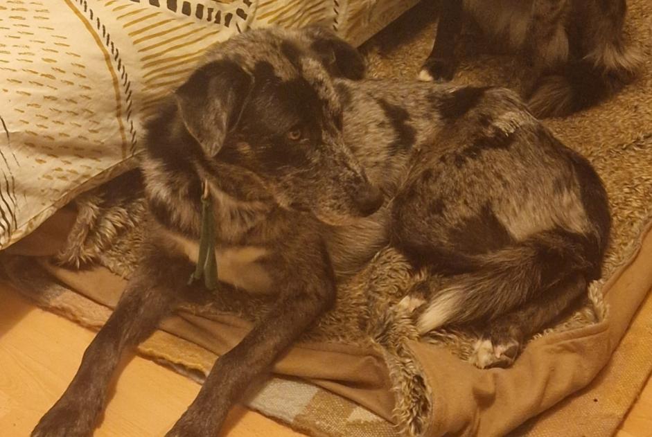 Vermisstmeldung Hund rassenmischung Männliche , 3 jahre Crans-Montana Schweiz