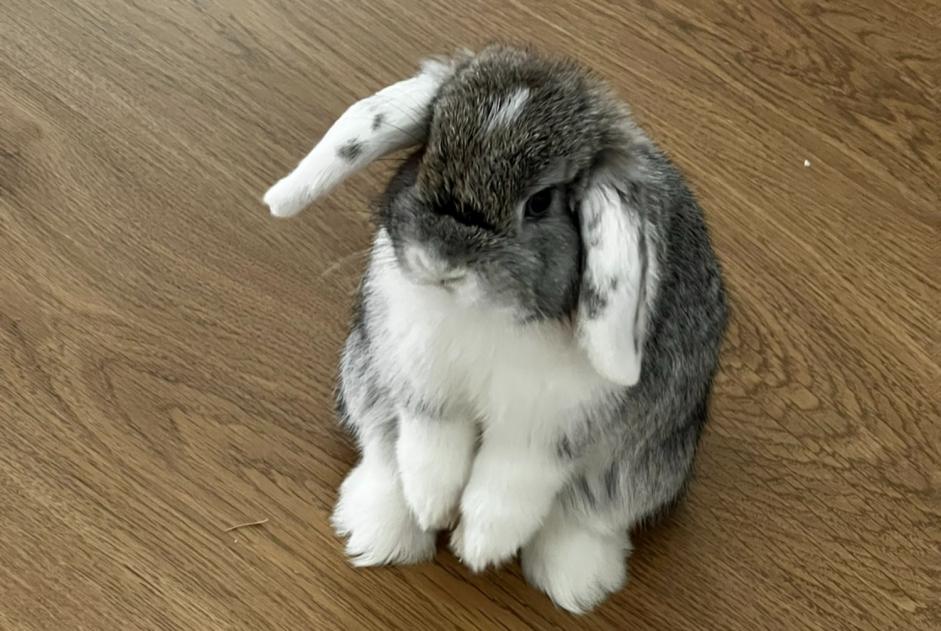 Vermisstmeldung Hase Männliche Angers Frankreich