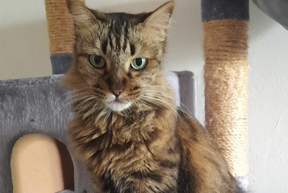 Vermisstmeldung Katze Weiblich , 7 jahre Saint-Denis Frankreich