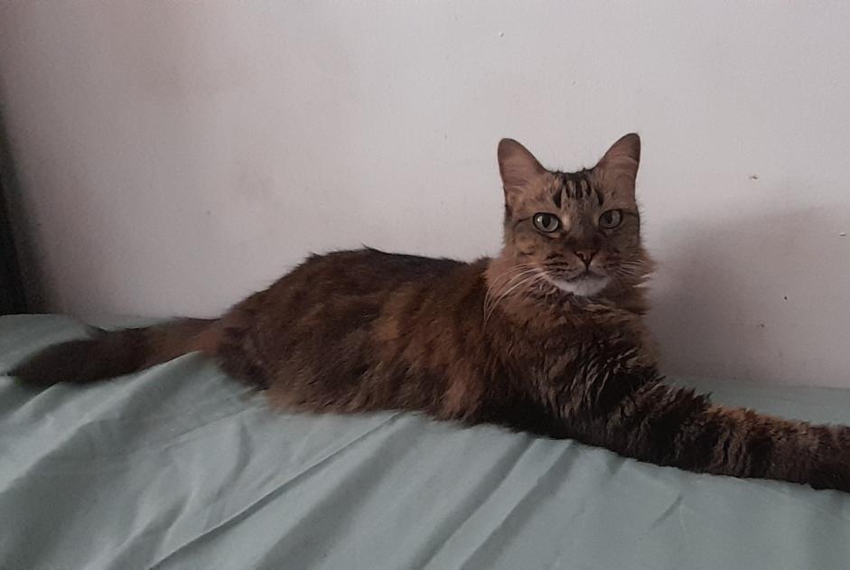 Vermisstmeldung Katze Weiblich , 7 jahre Saint-Denis Frankreich