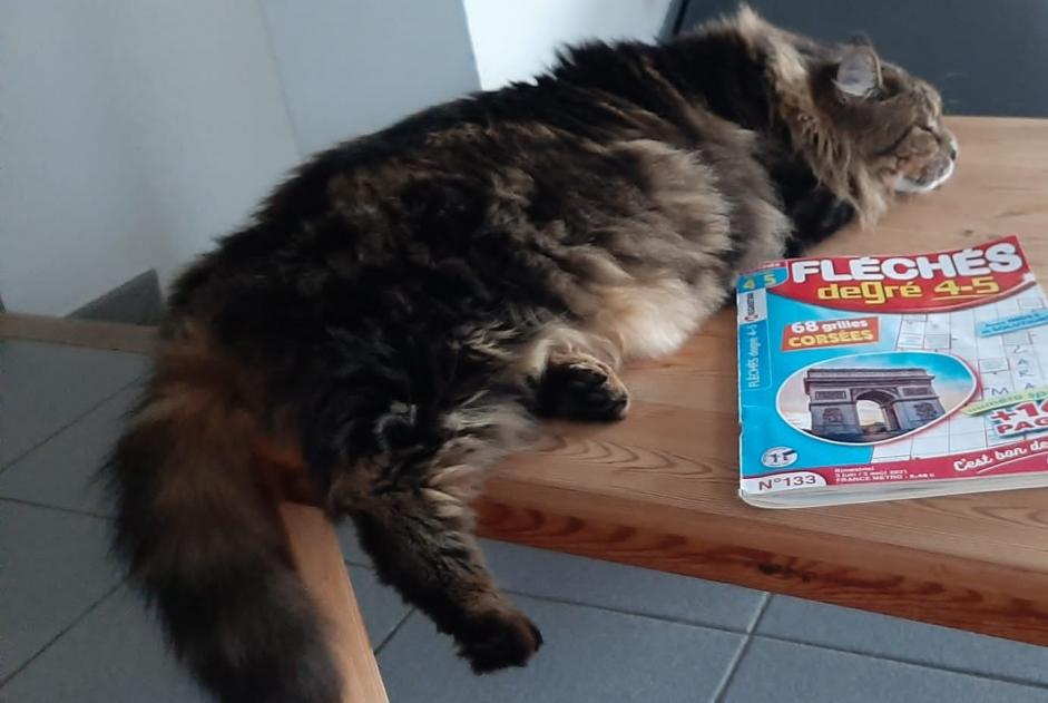 Vermisstmeldung Katze  Weiblich , 6 jahre Bourg-Saint-Andéol Frankreich