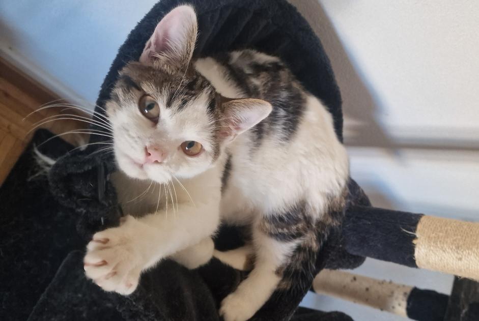 Vermisstmeldung Katze  Männliche , 1 jahre Blonay - Saint-Légier Schweiz