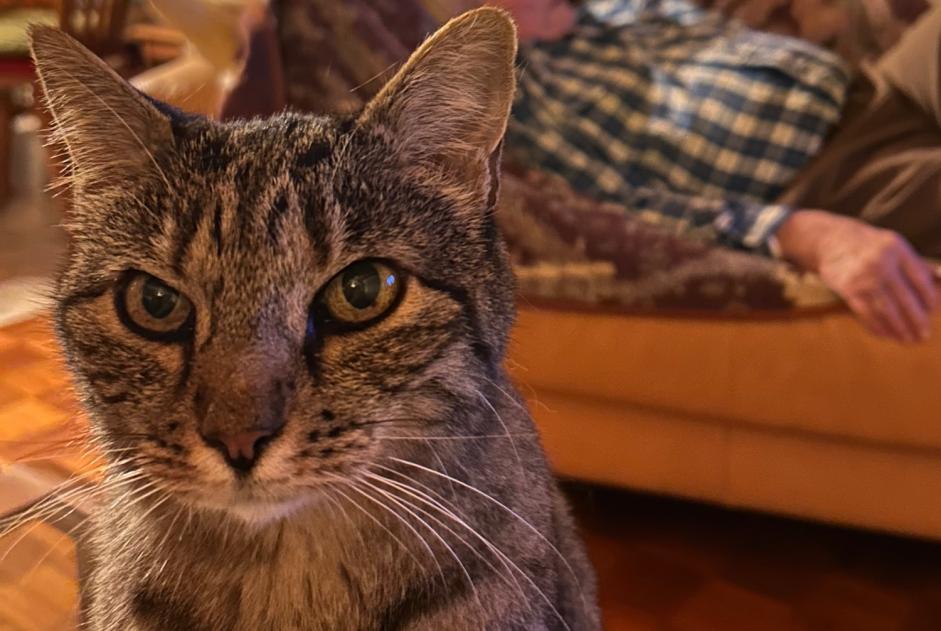 Vermisstmeldung Katze rassenmischung Weiblich , 14 jahre Chalais Schweiz