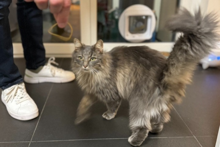 Vermisstmeldung Katze rassenmischung Weiblich , 2 jahre Pully Schweiz