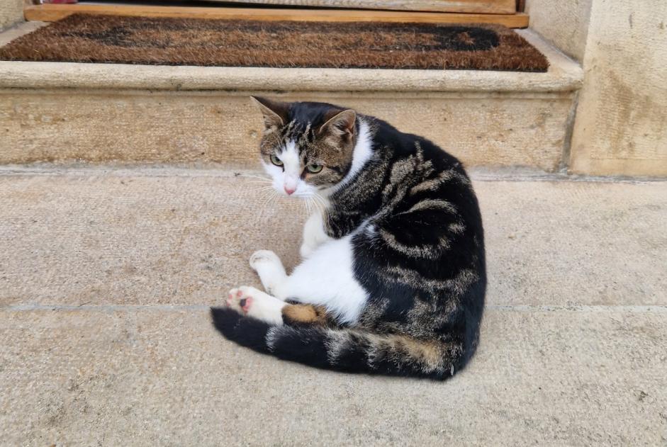 Fundmeldung Katze Unbekannt Briare Frankreich