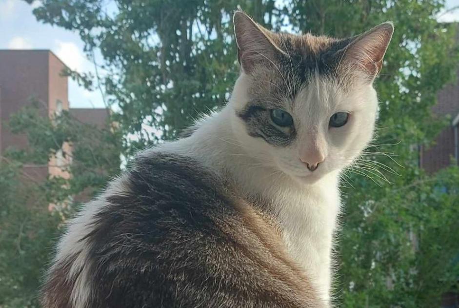 Vermisstmeldung Katze Männliche , 4 jahre Trébeurden Frankreich