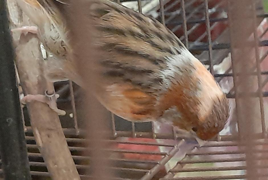 Vermisstmeldung Vogel Weiblich , 2025 jahre Montpellier Frankreich