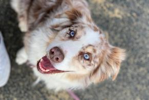 Vermisstmeldung Hund  Weiblich , 9 jahre Capbreton Frankreich