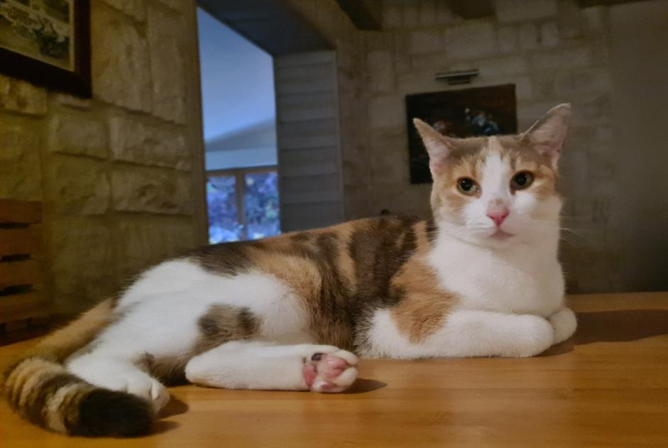 Vermisstmeldung Katze Weiblich , 4 jahre Le Pallet Frankreich