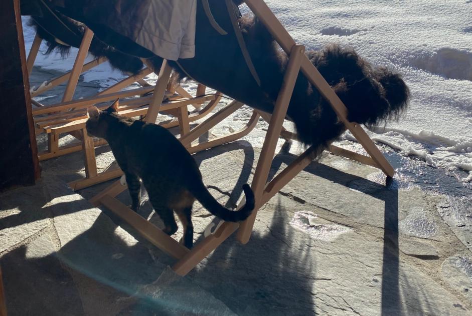 Vermisstmeldung Katze  Weiblich , 5 jahre Val de Bagnes Schweiz