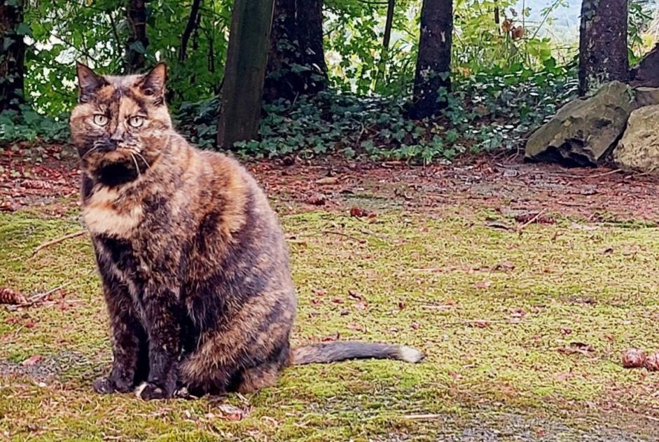 Vermisstmeldung Katze Weiblich , 15 jahre Veyrier Schweiz