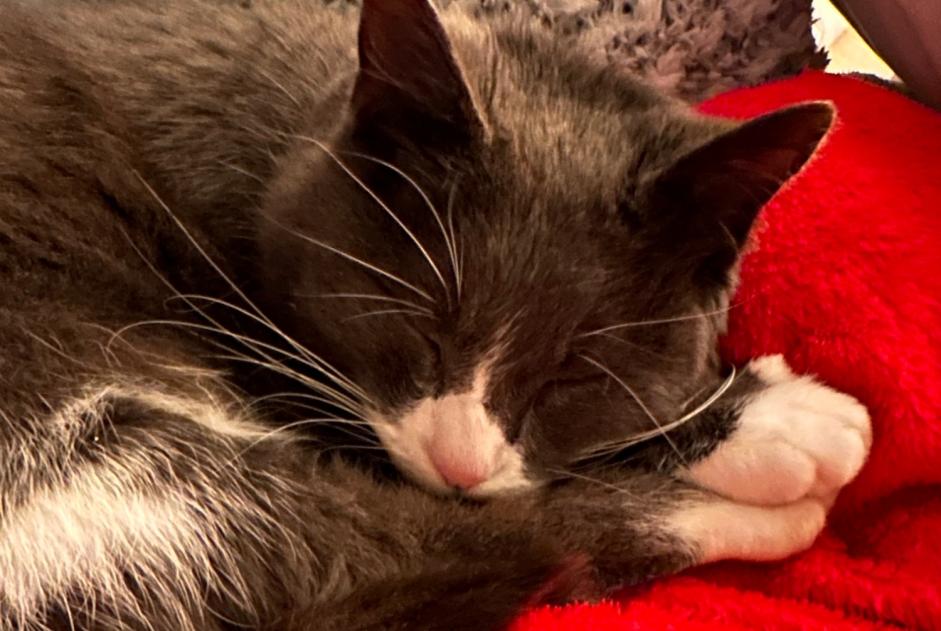 Vermisstmeldung Katze Weiblich , 8 jahre Bures-sur-Yvette Frankreich