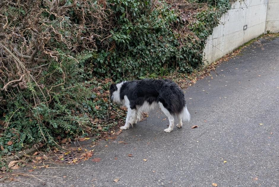 Fundmeldung Hund  Unbekannt Jongny Schweiz