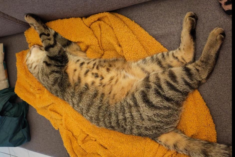 Vermisstmeldung Katze Männliche , 5 jahre Fribourg Schweiz