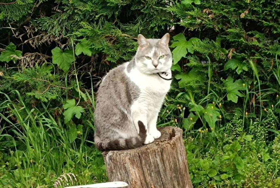 Vermisstmeldung Katze  Weiblich , 7 jahre Lempdes Frankreich