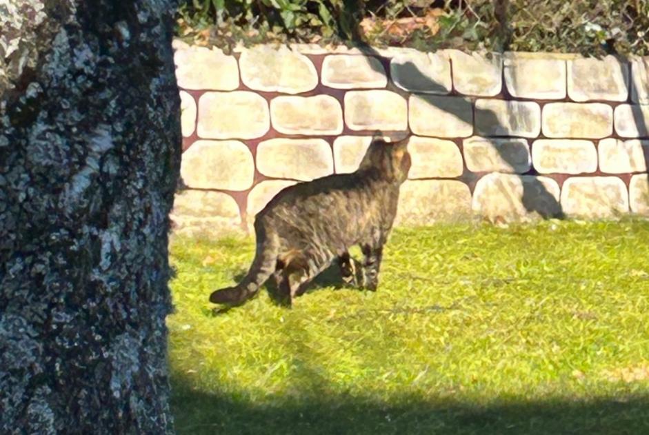 Fundmeldung Katze Unbekannt Le Mont-sur-Lausanne Schweiz