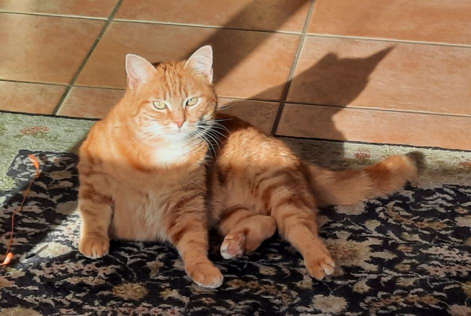 Vermisstmeldung Katze  Weiblich , 5 jahre Chavornay Schweiz