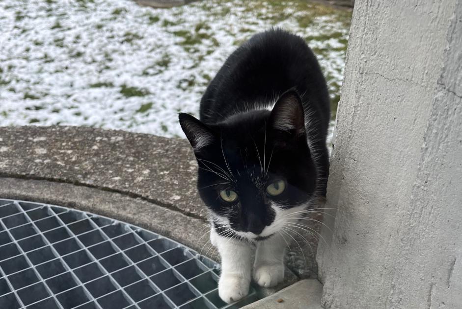 Fundmeldung Katze Unbekannt , Zwischen 7 und 9 Monaten Fribourg Schweiz