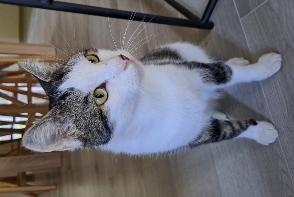 Vermisstmeldung Katze Männliche , 3 jahre Val-de-Ruz Schweiz