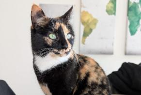 Vermisstmeldung Katze  Weiblich , 3 jahre La Neuveville Schweiz