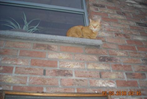 Disappearance alert Cat Male , 8 years Liège Belgium