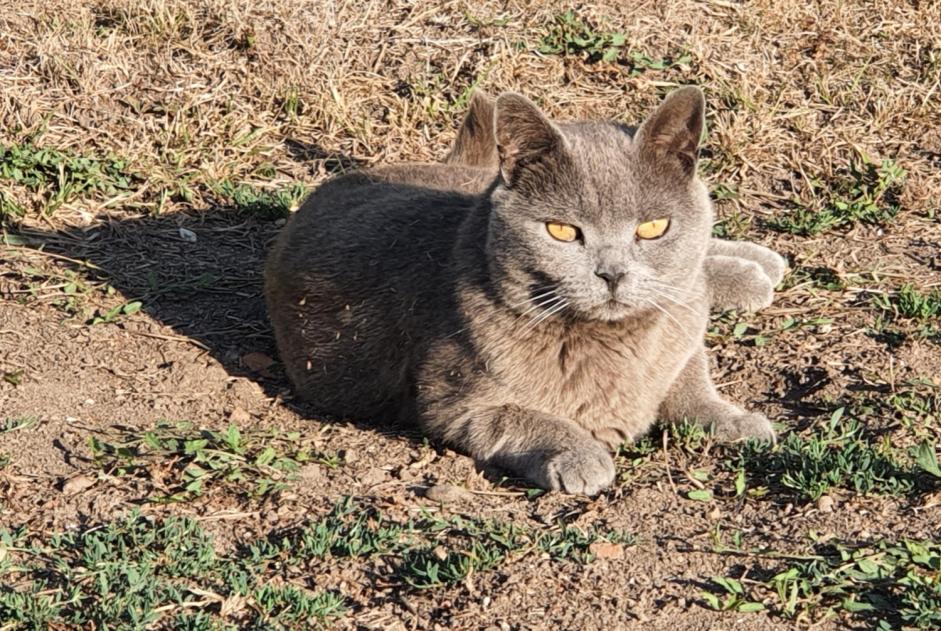 Disappearance alert Cat  Male , 10 years Saint-Viâtre France