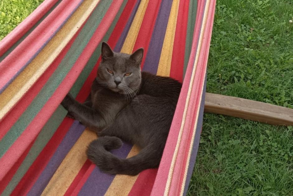 Disappearance alert Cat  Male , 3 years Rémilly France