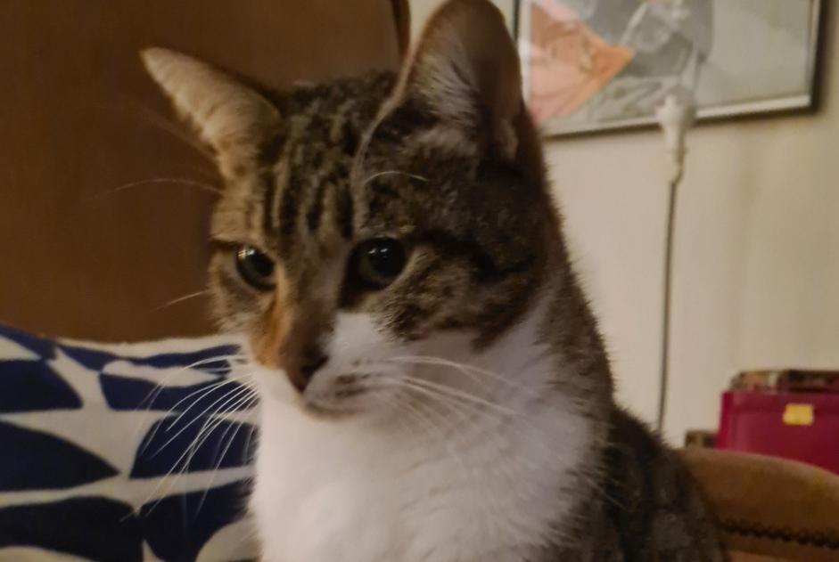 Disappearance alert Cat Male , 5 years Cléguer France