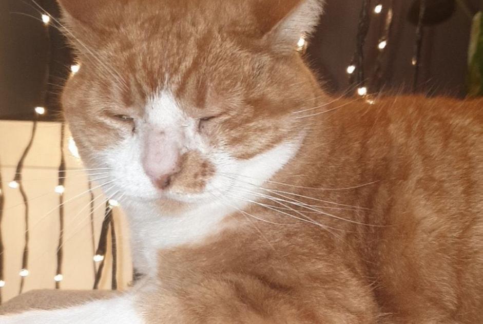 Disappearance alert Cat Male , 10 years Sury-le-Comtal France