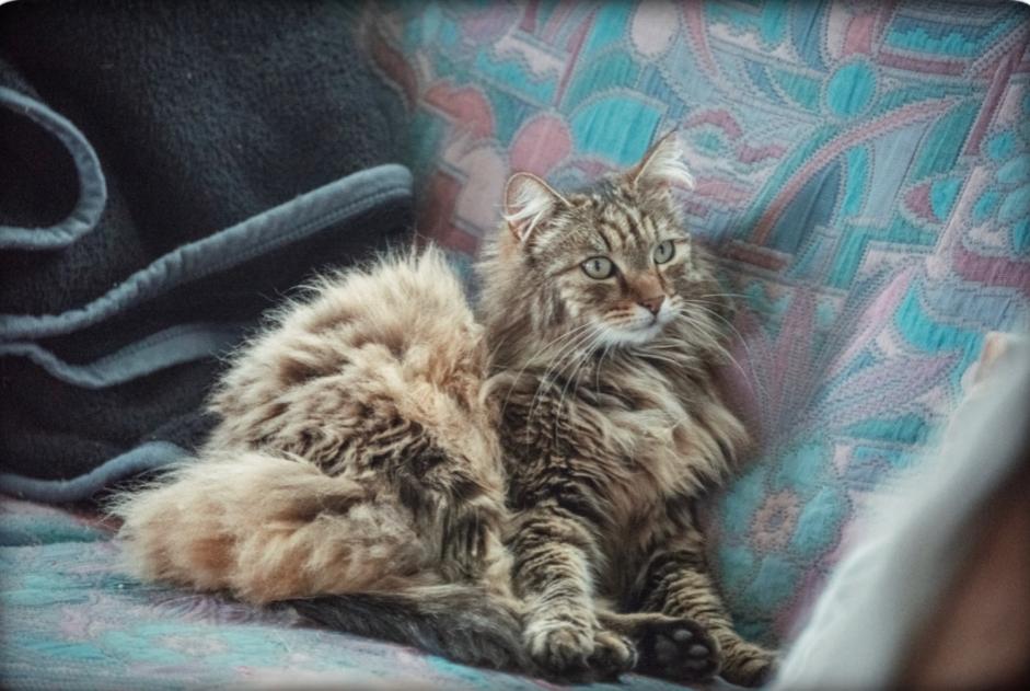 Disappearance alert Cat miscegenation Male , 6 years Scheibenhard France