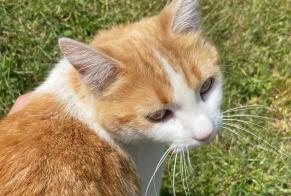 Disappearance alert Cat  Female , 3 years Yverdon-les-Bains Switzerland