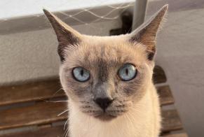 Disappearance alert Cat  Female , 4 years Renens Switzerland