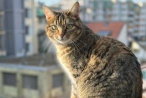 Disappearance alert Cat Female , 2 years Genève Switzerland