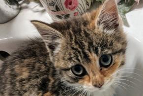 Discovery alert Cat Female Amboise France