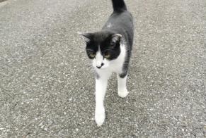 Discovery alert Cat Unknown Blonay - Saint-Légier Switzerland
