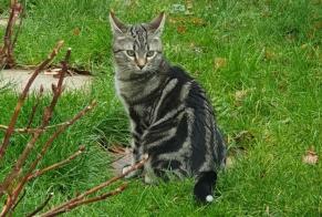 Disappearance alert Cat  Male , 1 years Villeneuve Switzerland