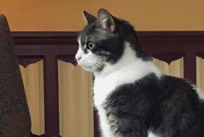 Disappearance alert Cat Male , 10 years Morges Switzerland