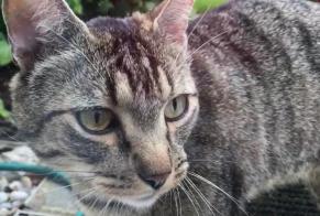 Discovery alert Cat  Male , 3 years Bremblens Switzerland
