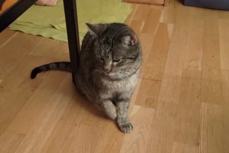 Disappearance alert Cat Female , 9 years Villars-sur-Glâne Switzerland